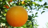 orangetree
